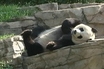 Giants Pandas: Ambassadors with 'Major Awe Factor'