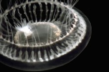 'Monster Jellyfish' Footage Amazes