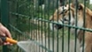 Tigers hosed down in heatwave