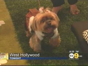 Doggie Fashion Show Raises Money For Charity