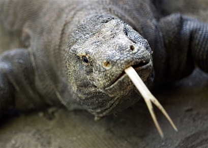 In this photo taken on April 30, 2009, a Komodo dragon is seen ...