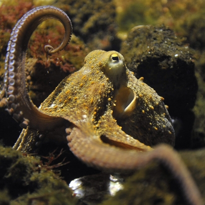 An octopus (octopus vulgaris) lifts one of its tentacles in his bassin at the zoo in Basel, Switzerland Wednesday Aug. 12, 2009. (AP Photo/Keystone, Georgios Kefalas)