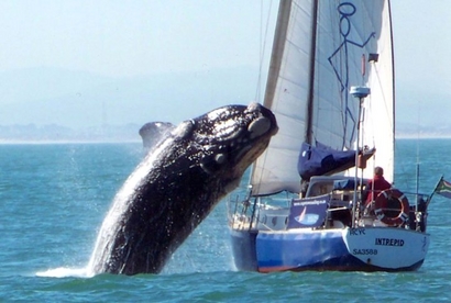 Take A Look at this Killer Whale Capt.949435427b697cb5b11b6405602244b8