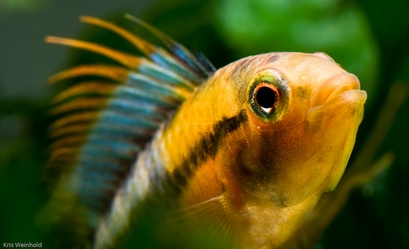 "Apistogramma baenschi," a new fish species is ...