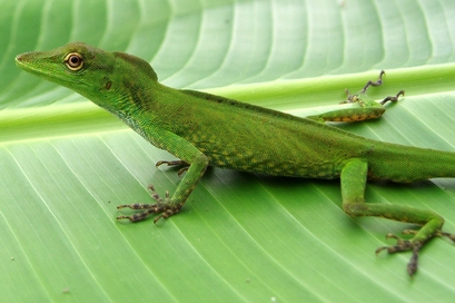 "Anolis cuscoensis," a new lizard species is ...