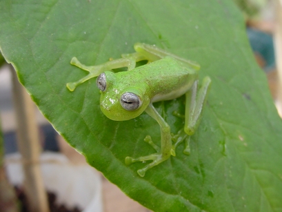 "Nymphargus wileyi," a new frog species is seen ...
