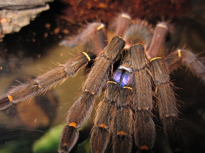 "Ephebopus cyanognathus," a new spider species ...