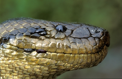 "Anaconda boliviana (Eunectes beniensis)," a ...