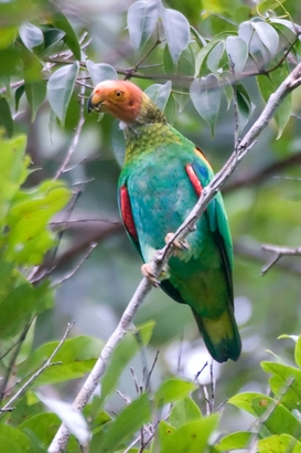 Birds Amazon Rainforest