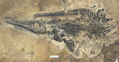 A fossil of the dolphin-bodied marine reptile known as an ichthyosaur, discovered as part of a giant cache of nearly 20,000 fossils in China. Credit: 