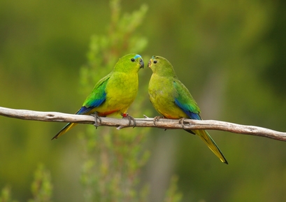 This "touching image" of two orange-bellied parrots ...