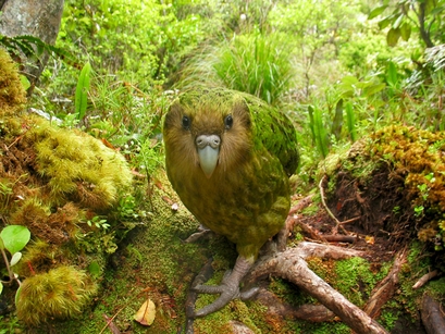 One of the rarest birds of all is New Zealand's ...