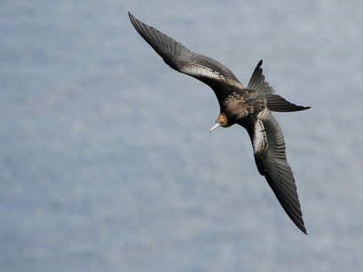 A picture of a Christmas Island frigatebird flying ...