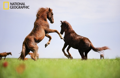Wild horses living in Rostovsky Nature Reserve ...