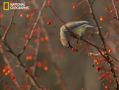 A waxwing picking cherries from a tree in my ...