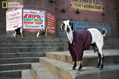 Goats, Varanasi, India 