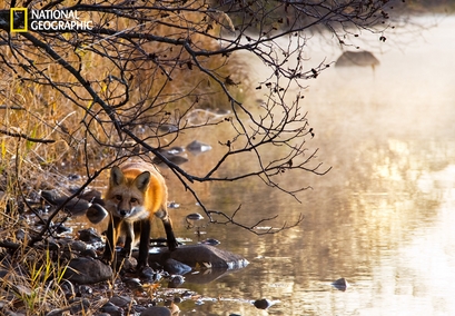 A curious red fox walks along the banks of the ...