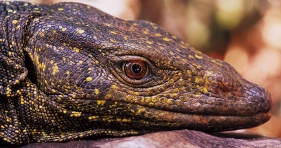 Monitor Lizard (Varanus bitatawa) Common name: ...