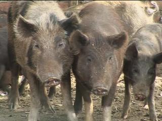 Pig cull in Egypt to halt swine flu