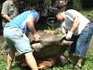 How big is your tortoise?