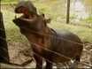 Campaign saves Escobar's hippo