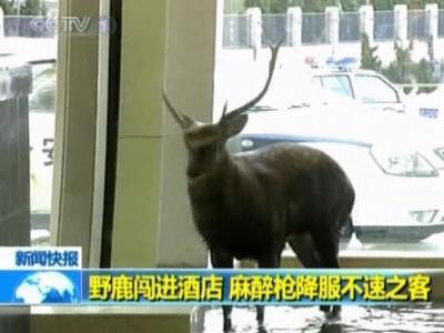 A hotel in China's Dalian city has an unexpected guest -...