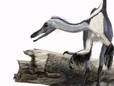China finds bird-linked dinosaur