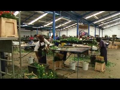 Ash crisis devastates flower markets
