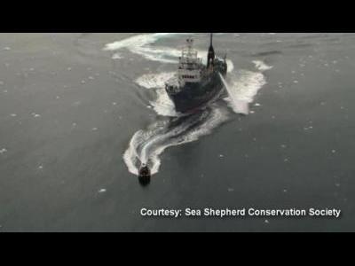 Activists clash with whalers at sea