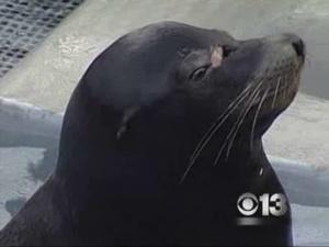 Experts: Sea Lion Has 50-50 Chance Of Survival