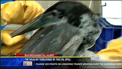 Wildlife threatened by Gulf oil spill