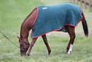 ELKTON, MD - MAY 17: Kentucky Derby winner and Preakness entrant Animal Kingdom grazes after a morning workout at the Fair Hill Training Center on May 17, 2011 in Elkton, Maryland. Animal Kingdom is training for Saturday's 136th Preakness Stakes in Baltimore. (Photo by Rob Carr/Getty Images)