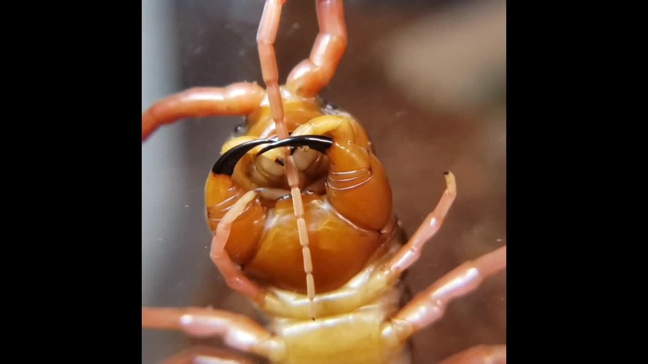 centipede mouth