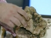 Dog Digs Up Giant Truffle