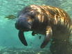 Manatees and Motorboats