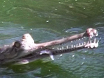 The Last of the Gharials