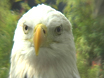 Florida Eagle