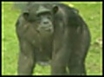 Chimps top humans on memory