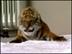 Tiger cub hope for dying breed