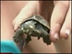 Bid to save Bolivia's turtles