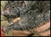 Huge rat found in 'lost world'