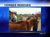 Horses Seized, Owner Faces Animal Cruelty Charges