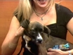 "Becca" - lovable, female, two-month-old mixed-Boxer