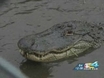 Permits Are On Sale For Alligator Hunting Season