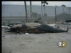 4 Dolphins Found Fatally Shot, A 5th Stabbed