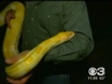 Bucks County Officials Try To Capture Killer Snake
