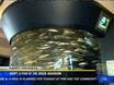 Adopt A Fish At The Birch Aquarium For The Holidays