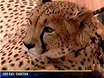 Zoo Day: Manjani the Cheetah
