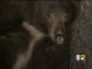 Bear Makes Herself At Home In Sierra Madre