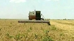 Wheat Prices Soar